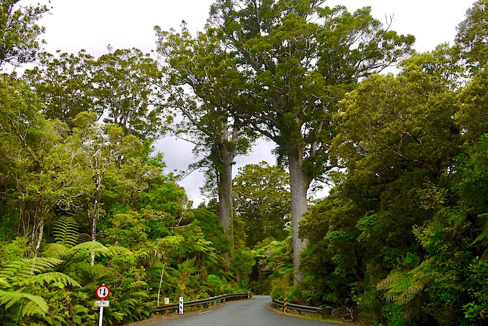 Waipoua Forest - Riesige Kauri Bäume am Eingang stehen Spalier - Nordinsel Neuseeland