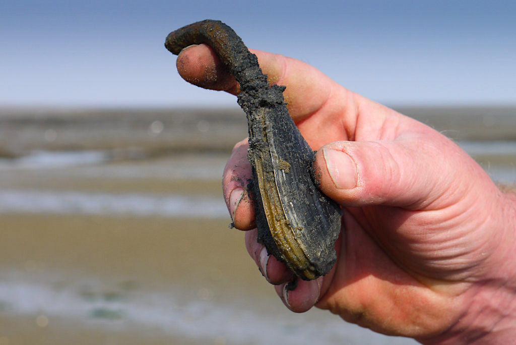 Borkum - Einer der typischen Wattbewohner: die Sandklaffmuschel lebt bis zu 30 cm tief im Watt - Ostfriesische Insel