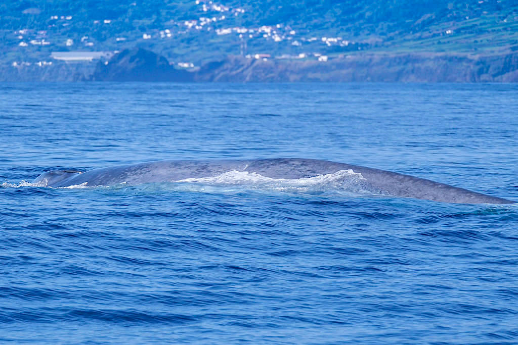 Blauwal beim Abtauchen an der Küste - Walbeobachtung auf Pico - Azoren Highlight
