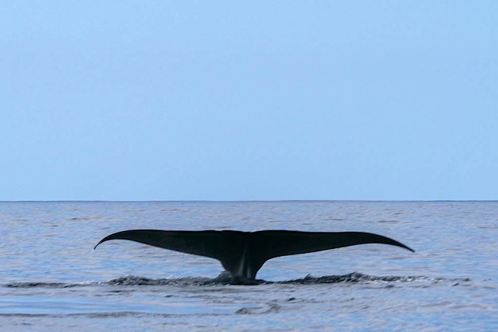 Sehr selten zu sehen ist die Blauwal Fluke - Walbeobachtung auf Pico - Azoren