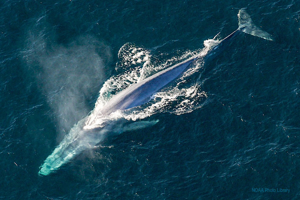 Blauwal Luftaufnahme: das größte Lebewesen unseres Planeten - Azoren