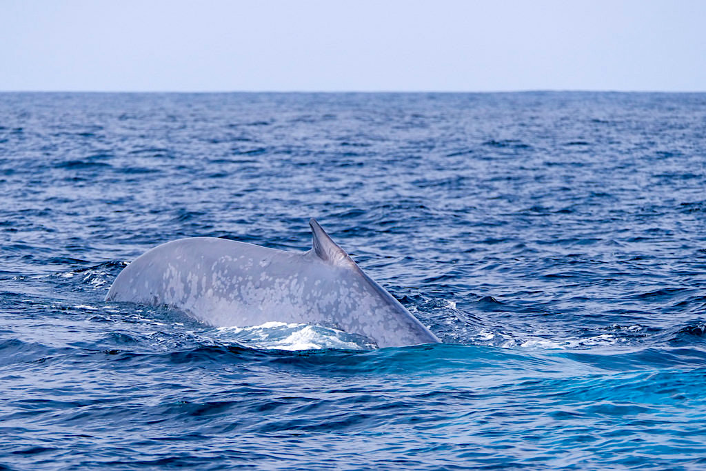 Blauwal - Ein Erkennungsmerkmal ist die winzige Rückenfinne beim größten Tier der Erde - Walbeobachtung auf Pico - Azoren