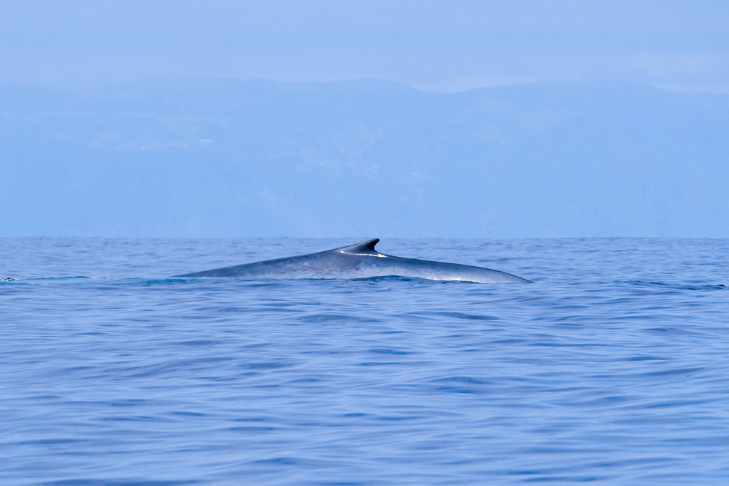 Blauwal Walbeobachtung - Erwartungshaltung - Pico, Azoren