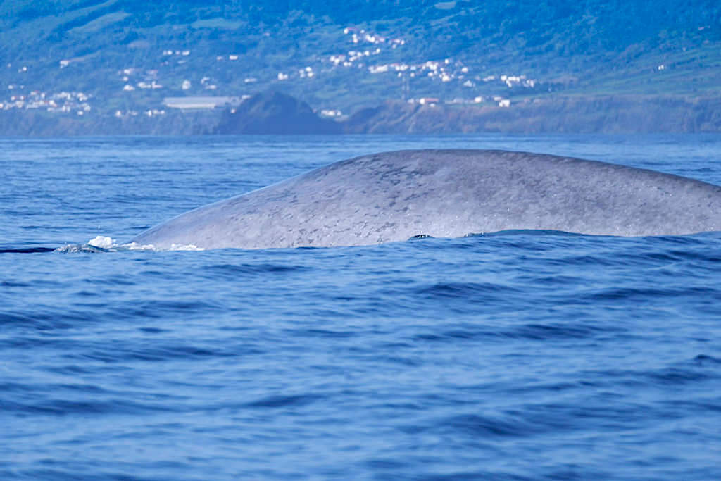 Mit Espaco Talassa zur Walbeobachtung auf Pico: Faszinierende Blauwale! - Azoren Highlights