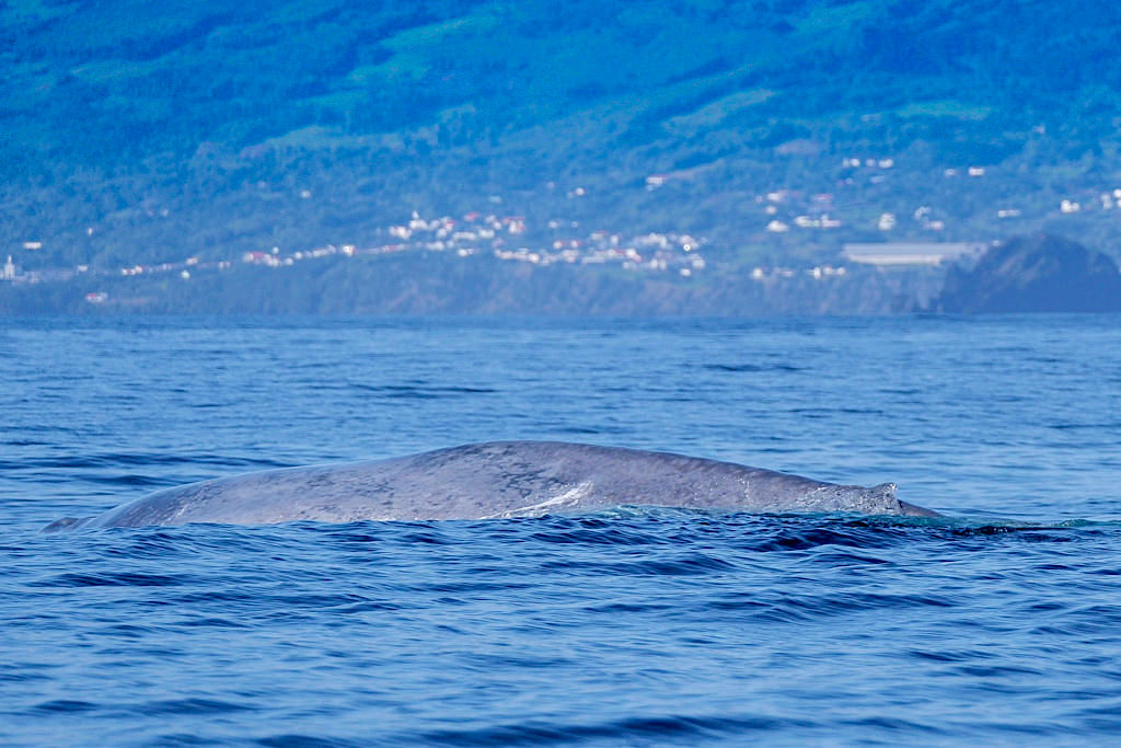 Espaco Talassa auf Pico bietet die besten Touren an, um Wale zu beobachten: Blauwale - Azoren Highlights