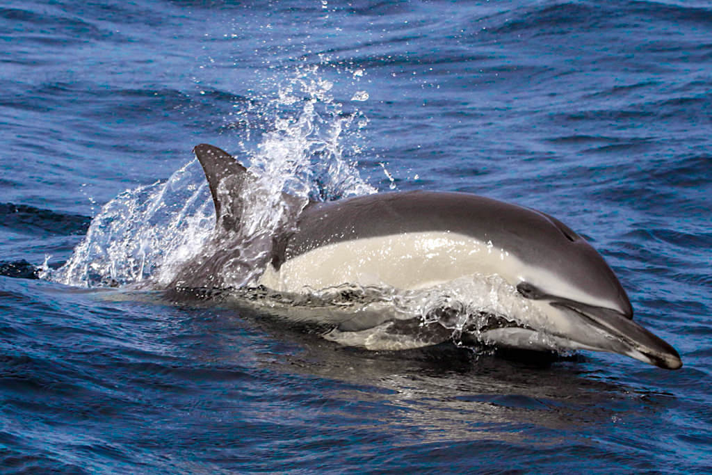 Gemeiner Delfin oder Common Dolphin: häufigste Delfinart - Pico, Azoren