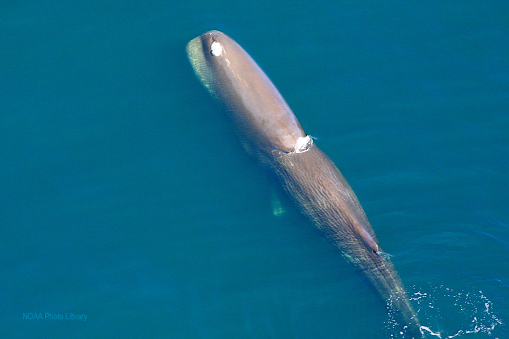Walbeobachtung auf Pico - Pottwal Luftaufnahme - Azoren