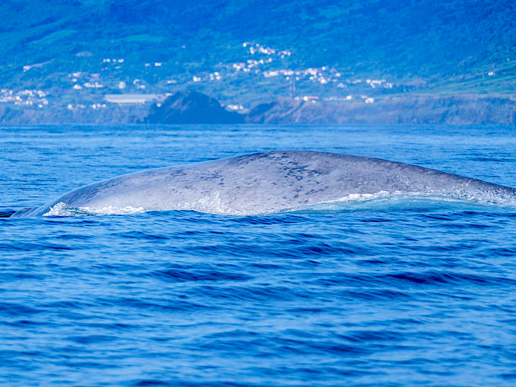 Walbeobachtung auf Pico: eine gute Chance Blauwale zu sehen - Azoren Highlight