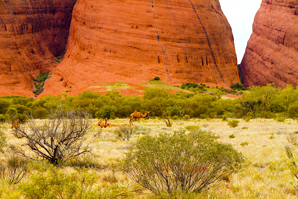 Blick auf die Olgas & Wilde Kamele als Besucher - Uluru Kata Tjuta National Park - Northern Territory