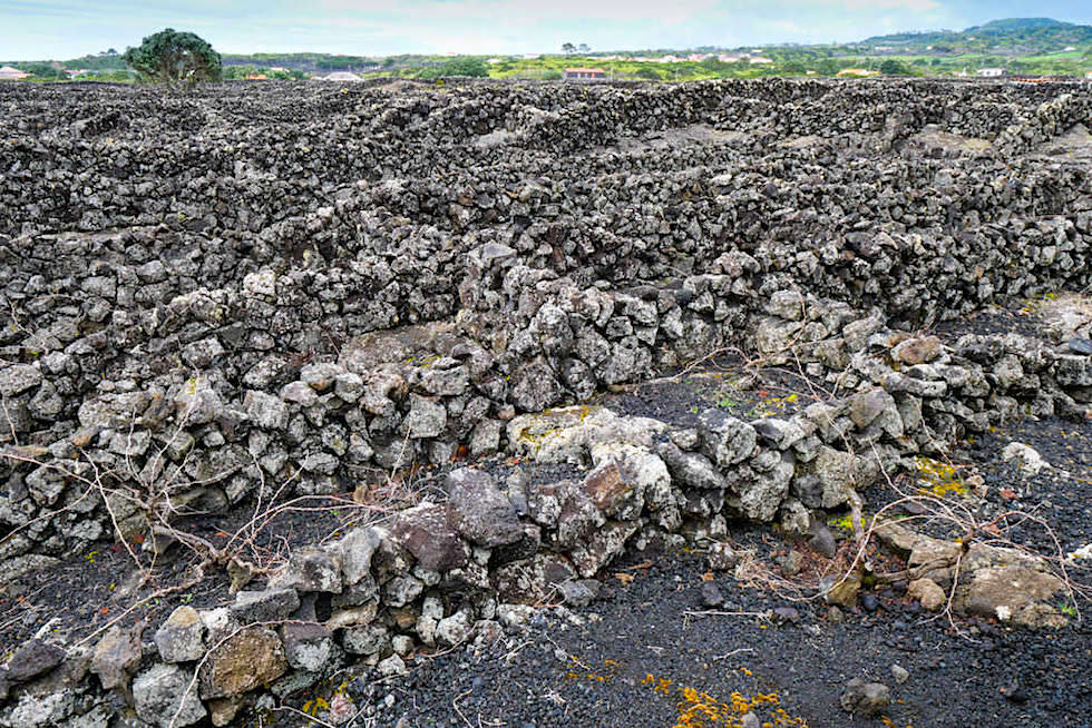 Pico - Wovor sollen die Steinwälle aus Lavabrocken für die Reben schützen? - Azoren