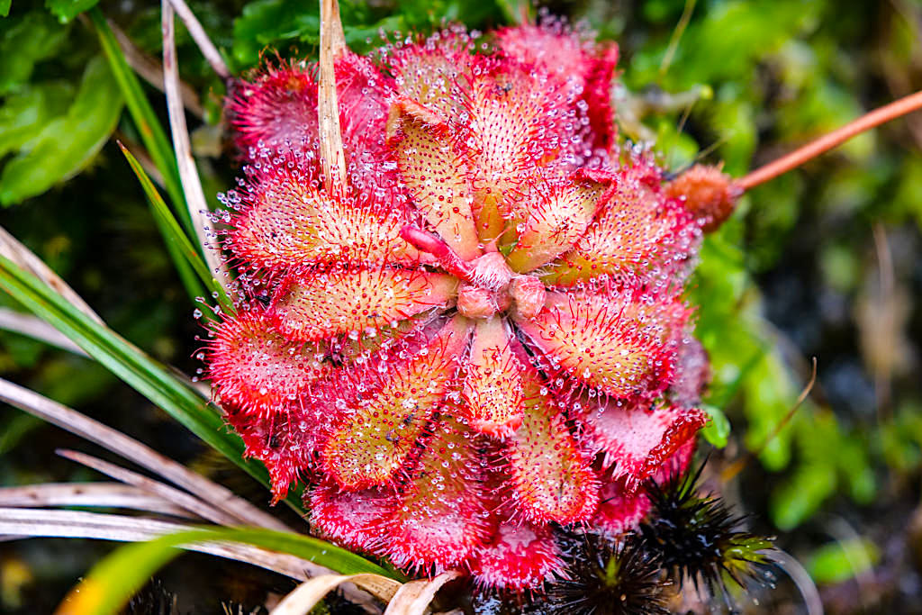 Vale das Lombadas - Wunderschöne Fleischfressende Pflanze von der Familie der Sonnentau Gewächse - Sao Miguel, Azoren