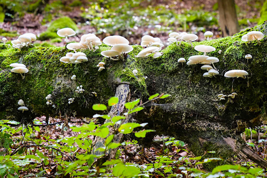 Klamm-Wanderung - Lustige Pilze mit sonnendurchfluteten Hüten am Wegesrand - Altmühltal, Bayern