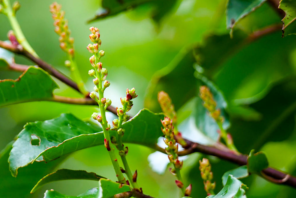 Azoren Kirschlorbeer (Prunus azorica) - Beinahe ausgestorbene, endemische Pflanze, die in den Lorbeerwäldern vorkommt im Osten von Sao Miguel - Nordeste, Azoren