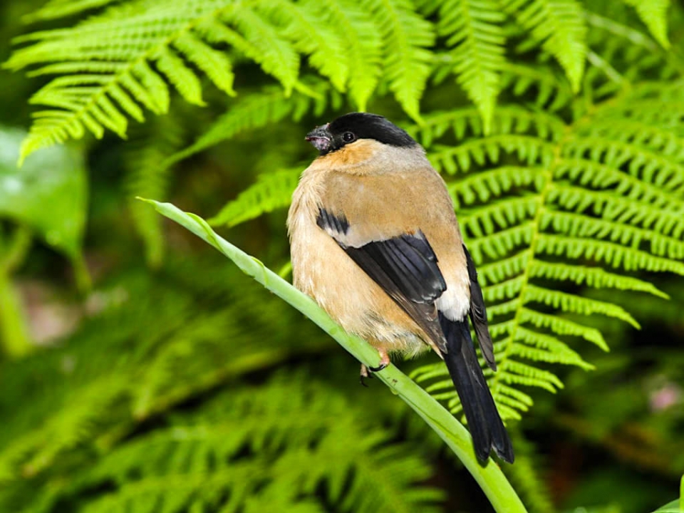 Priolo - Azorengimpel: eine der am stärksten bedrohten Vogelarten - Sao Miguel, Azoren