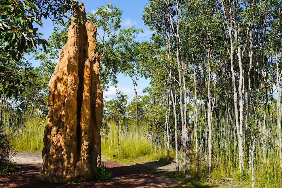 Gigantische Cathedral Mounds - Spektakuläre Termitenhügel im Litchfield Nationalpark - Northern Territory