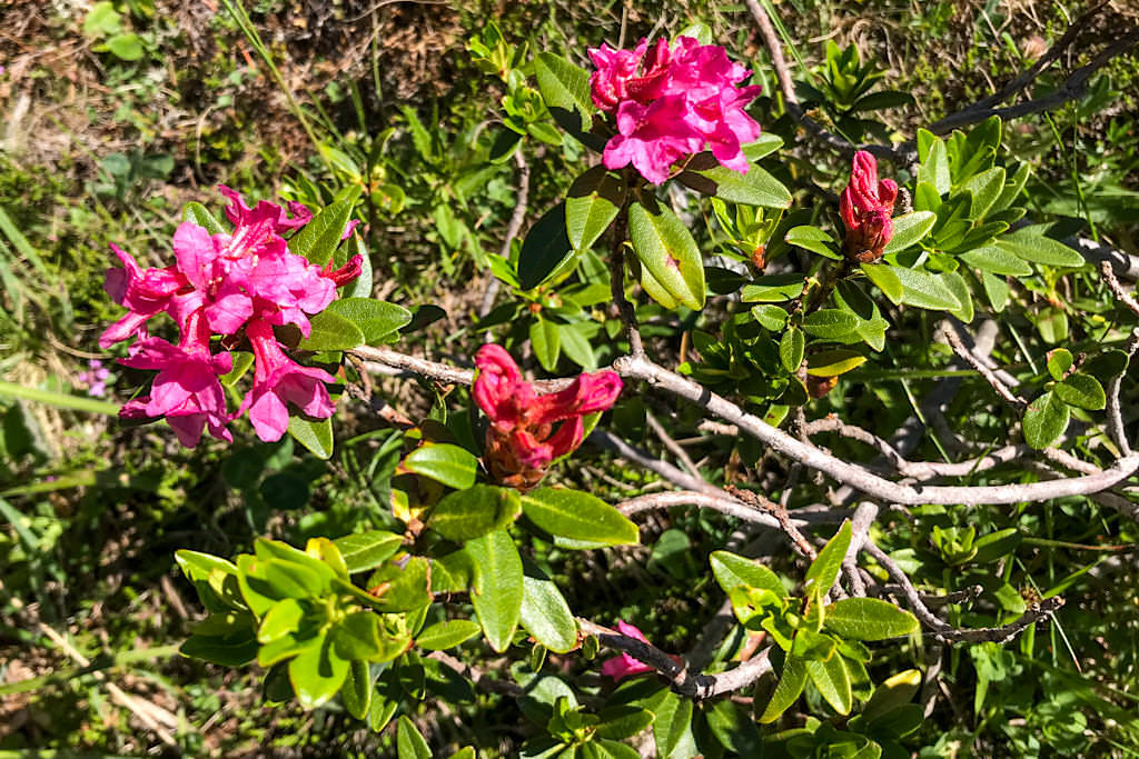 Alpenrosen oder Almrausch - Blumen der Nockberge - Kärnten, Österreich