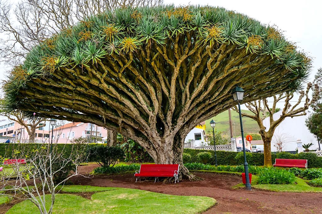 Faial - Florencio Terra in Horta mit dem schönsten, größten Drachenbaum der Azoren