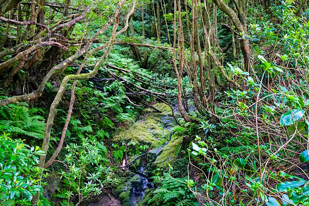 Parque Florestal do Cabouco Velho - Wandern in den Wäldern von Faial - Azoren