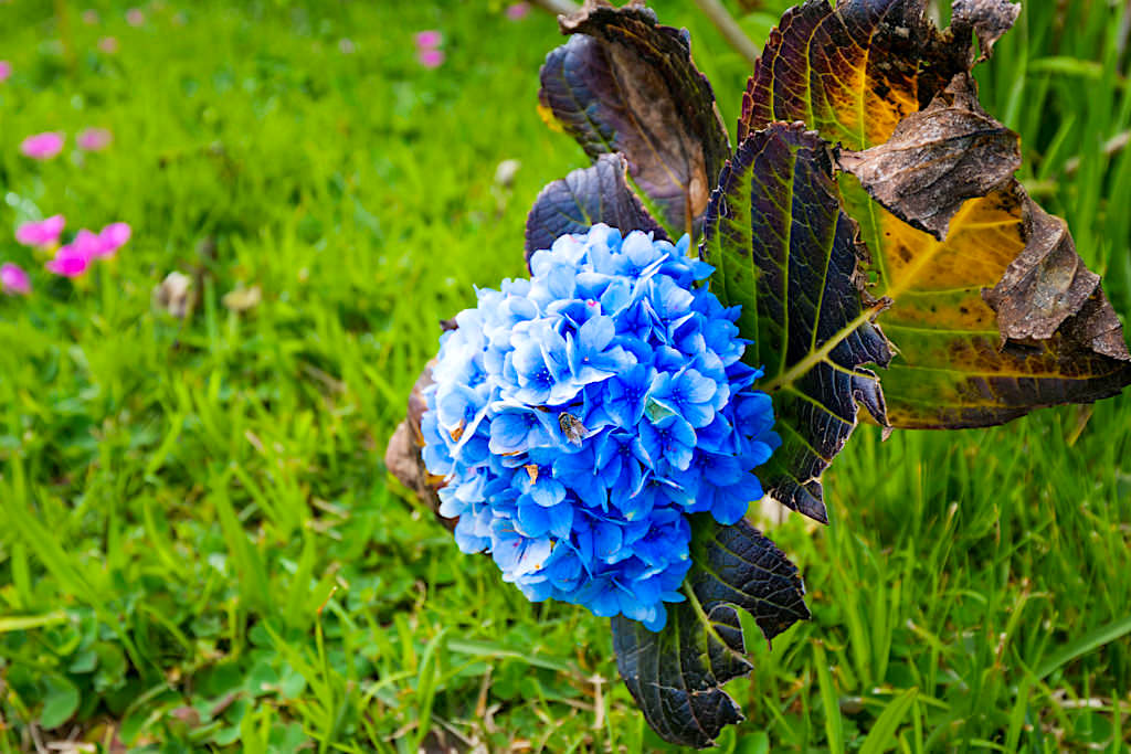 Faial, die Blaue Insel verdankt ihren Namen den vielen Hortensienblüten und Hortensienhecken - Azoren