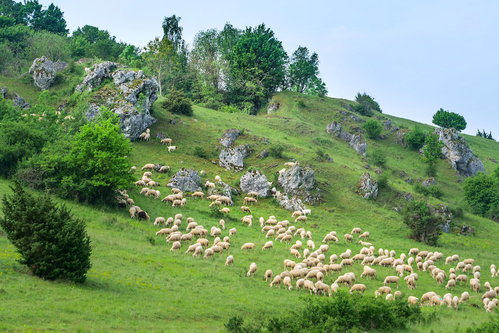 Typisches Bild an den Hanglagen vom Donau-Ries: Schafe, Magerrasen, Heidelandschaften & Wanderschäfer - Bayern