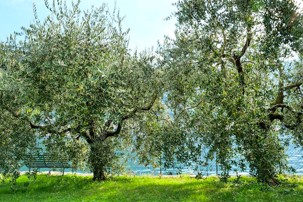 Unzählige Olivenbaum-Plantagen auf Monte Isola im Iseosee / Lago d'Iseo - Italien