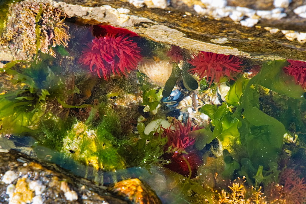 Ein Miniatur-Ozean oder winziges Aquarium in einer Felsritze am South Beach - Insel Vatersay - Äußere Hebriden