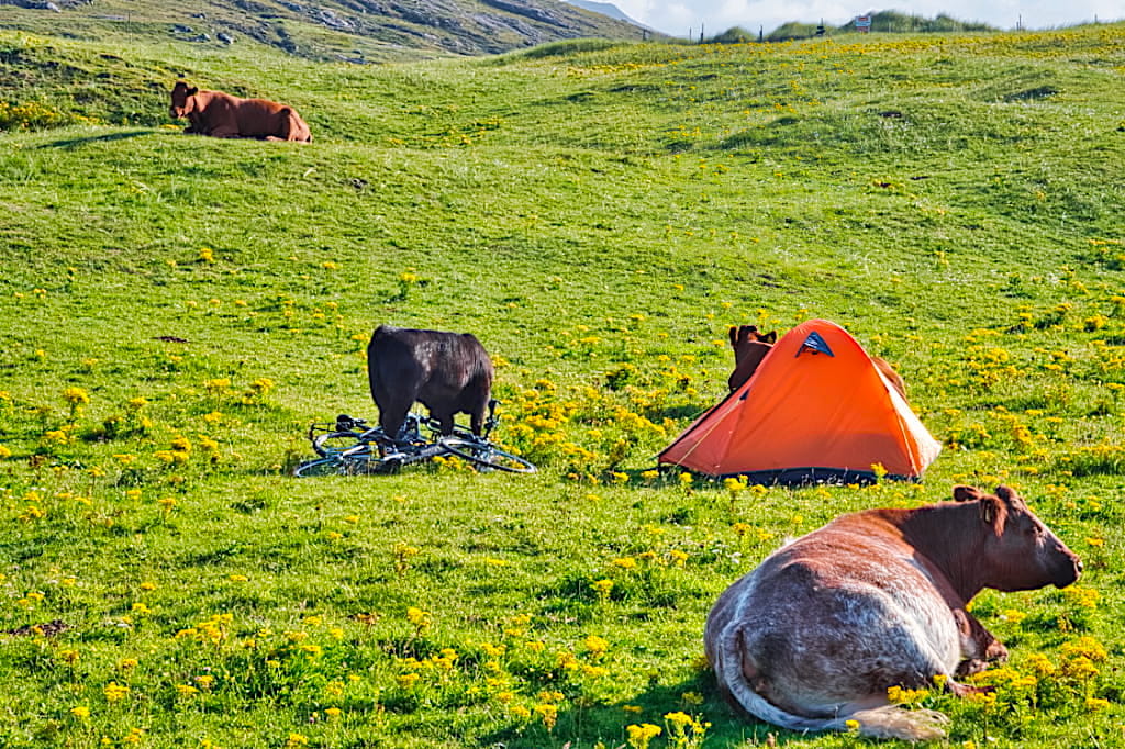 Kühe beim Campen auf der Insel Vatersay - Äußere Hebriden