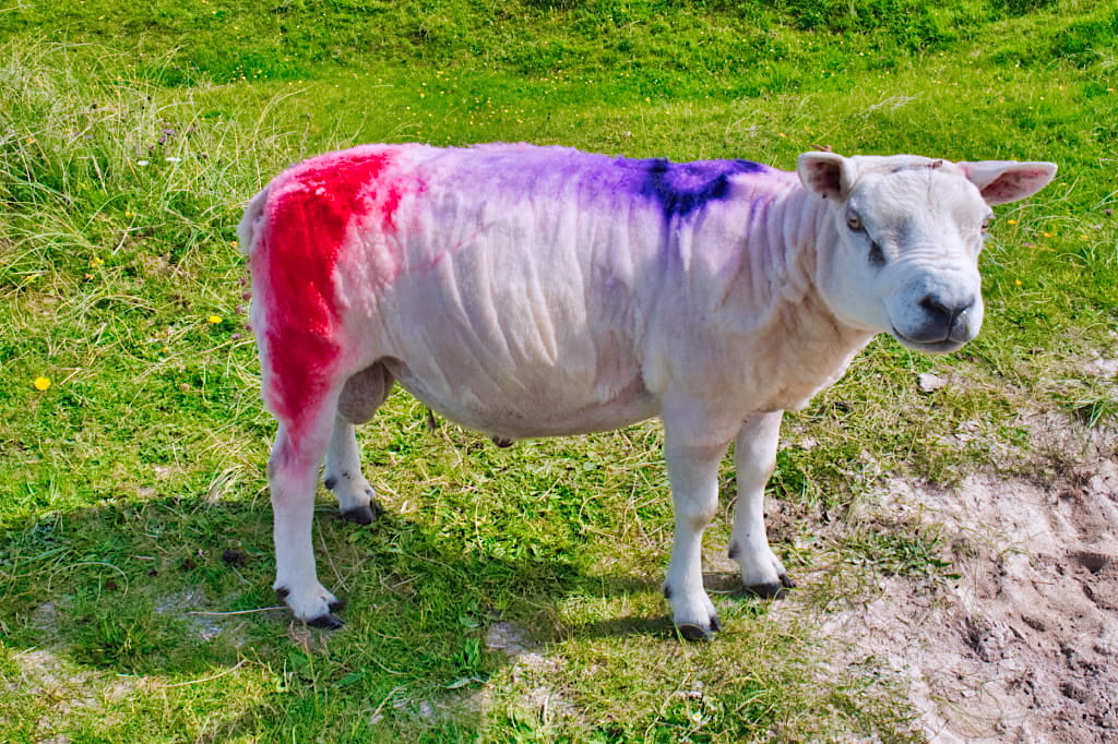 Seltsam aussehende Schafrasse wie eine Kreuzung aus Schaf und Bulldogge - gesehen auf der Insel Barra - Äußere Hebriden